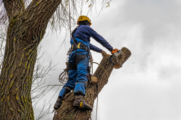 Best Dead Tree Removal  in Hatch, NM